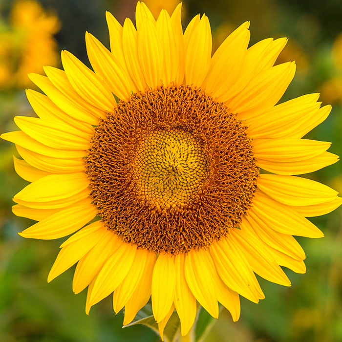 floare